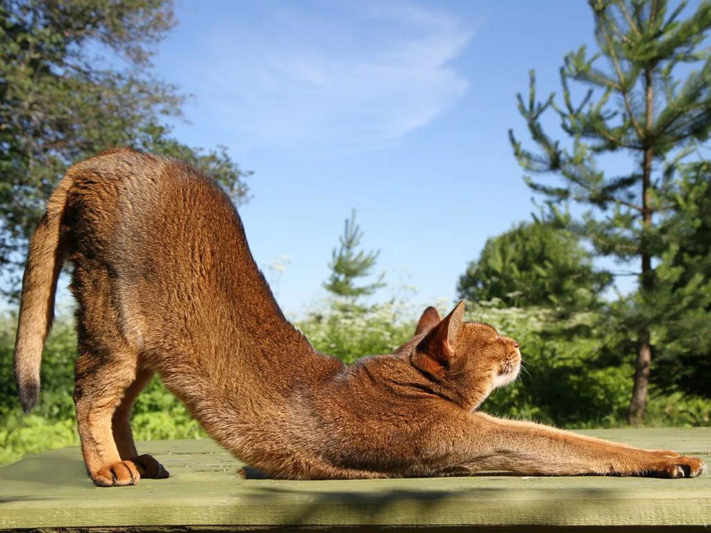 Тянись как кошка! Зачем наши пушистые друзья начинают день с растяжки?